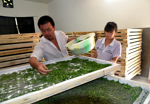 村民在小蠶共育室忙碌。