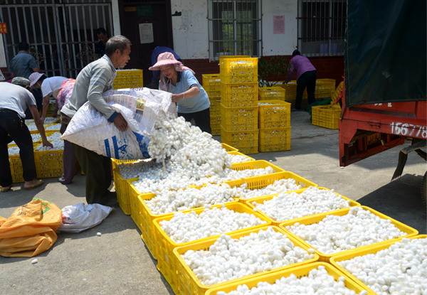 蠶繭豐收。