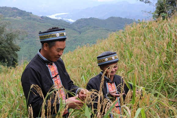 村民查看地谷米種植情況。