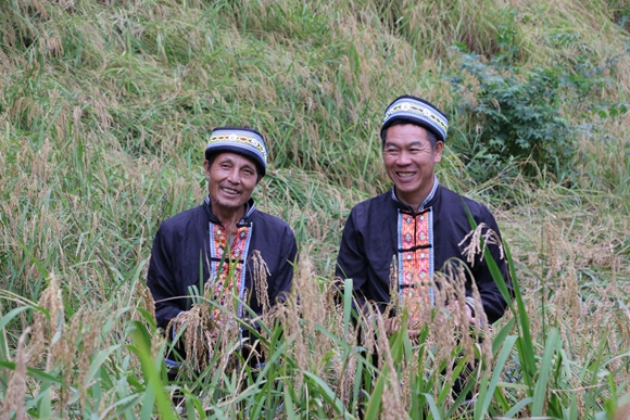 地谷米喜迎豐收，村民喜開顏笑。