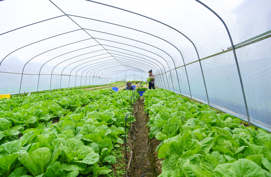 村民們正忙著采收長勢喜人的蔬菜。