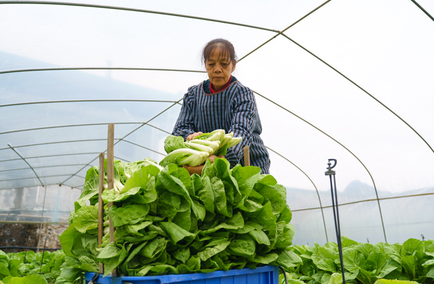 村民們正忙著采收長勢喜人的蔬菜。