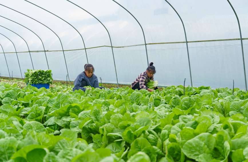 村民們正忙著采收長(zhǎng)勢(shì)喜人的蔬菜。
