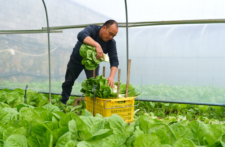 村民們正忙著采收長勢喜人的蔬菜。