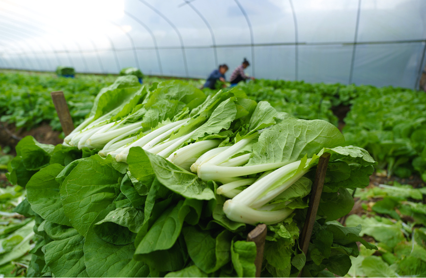 村民們采收好的新鮮蔬菜。