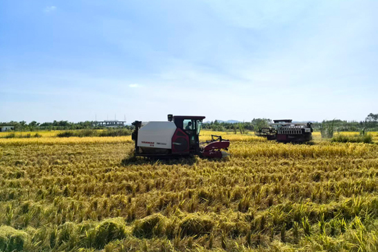 機械化作業(yè)提升秋收效率