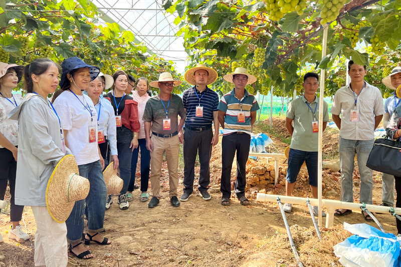 愛善莊園葡萄架下的“田間議事會”。劉芳攝