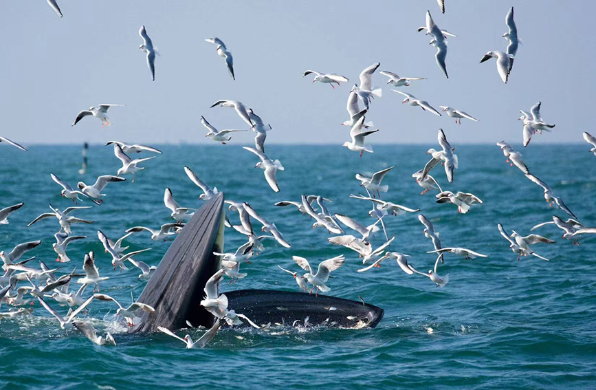 潿洲島海域的布氏鯨。主辦方供圖