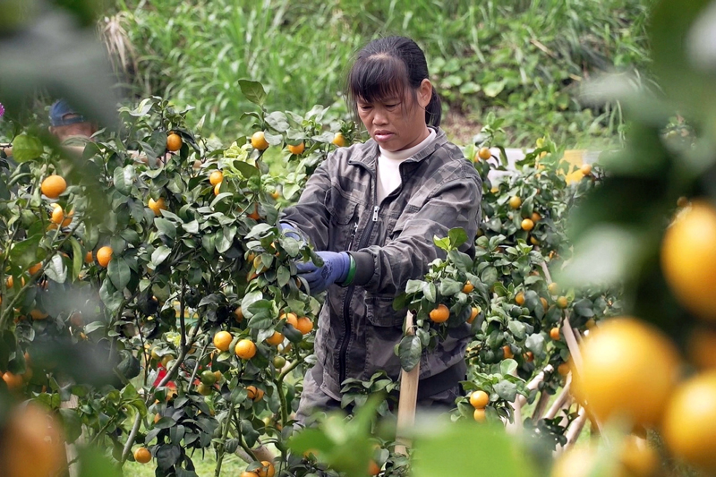 工人在采摘砂糖橘。譚小榮攝