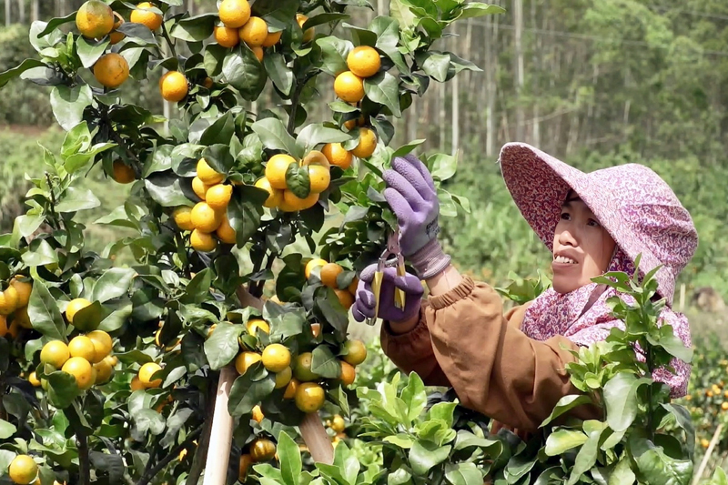 工人在采摘砂糖橘。譚小榮攝