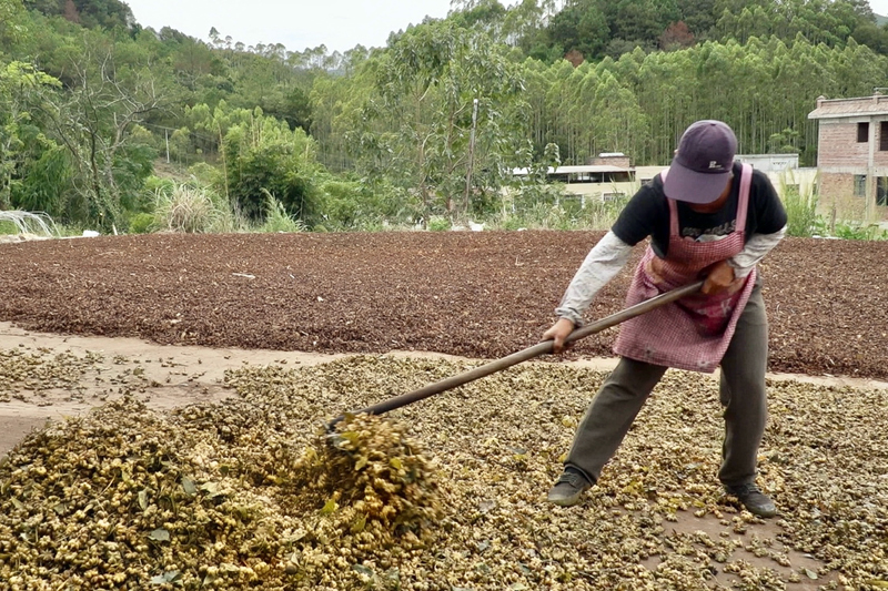 工人在晾曬八角。譚小榮攝