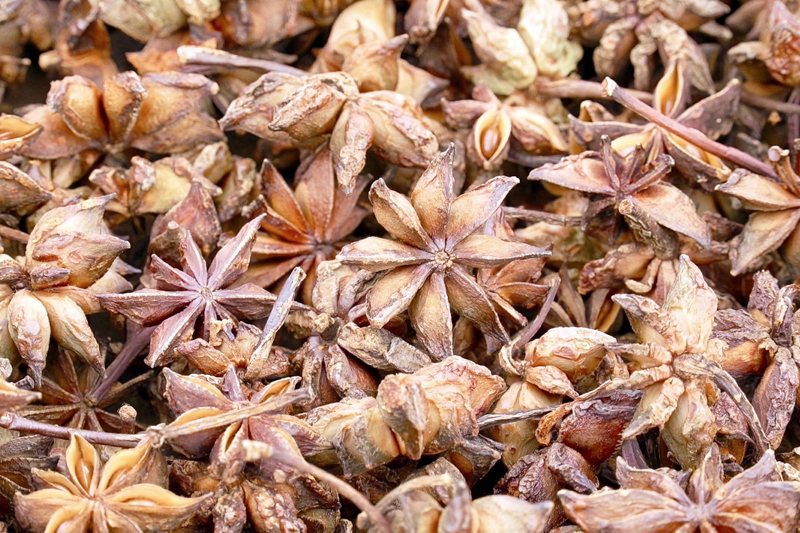 晾曬的八角。譚小榮攝