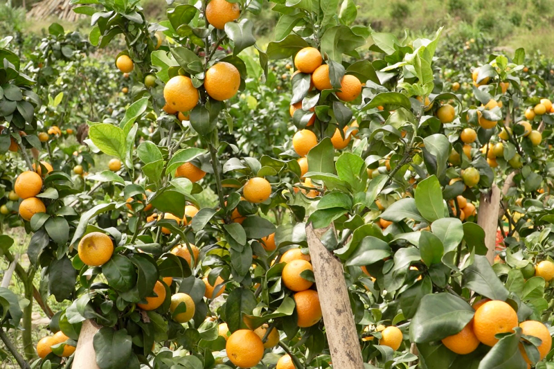 待采摘的金秋砂糖橘。譚小榮攝