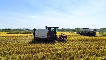 江南區(qū)蘇圩鎮(zhèn)：金秋十月稻谷香 科技賦能豐收忙