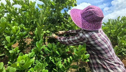 吳圩鎮(zhèn)：香水檸檬迎豐收 酸甜好果助增收