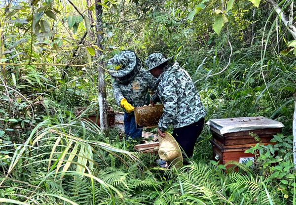 技術(shù)員在蜂箱旁采收蜂脾