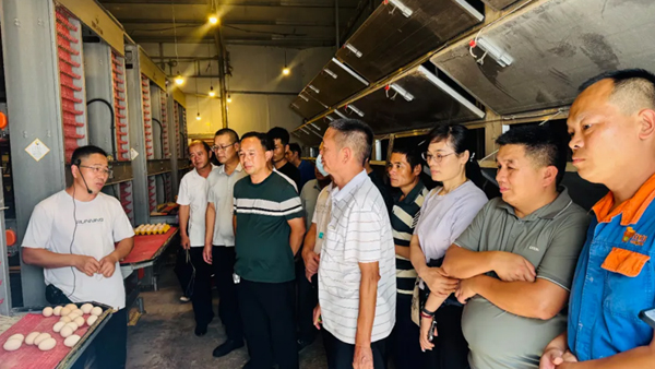 在河池市金鳳蛋雞養(yǎng)殖專業(yè)合作社現(xiàn)場(chǎng)觀摩培訓(xùn)。