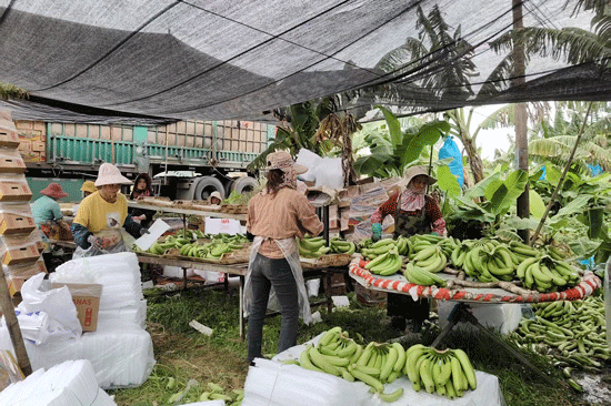 工人正在分揀去雜，準(zhǔn)備打包裝箱。