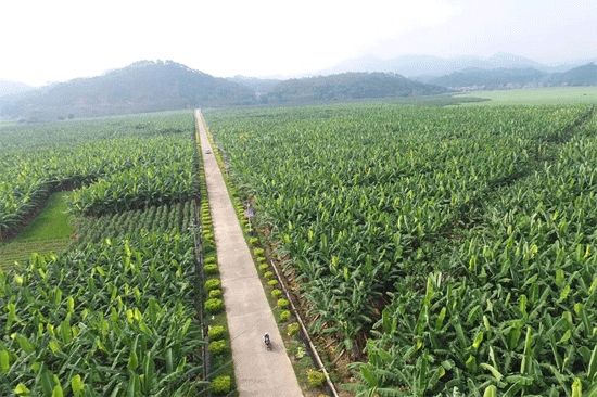 位于廣西興業(yè)縣大平山鎮(zhèn)的數(shù)千畝蕉園