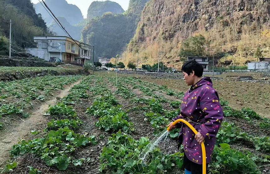 馬山縣古寨瑤族鄉(xiāng)群眾給佛手瓜苗澆水