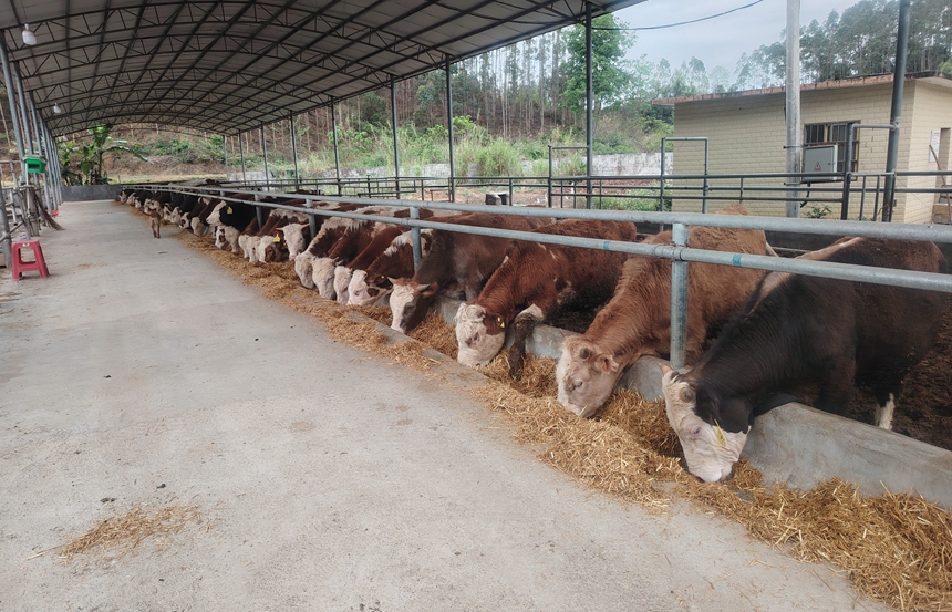 馬山縣林圩鎮(zhèn)肉牛養(yǎng)殖
