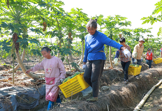 在藤州鎮(zhèn)潭東村木瓜種植基地，務(wù)工村民正在把采摘的木瓜搬運(yùn)出來，駐村干部也前來幫忙。