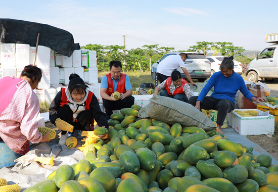 在藤州鎮(zhèn)潭東村木瓜種植基地，務(wù)工村民正在分揀木瓜進(jìn)行裝箱，駐村干部也前來幫忙。