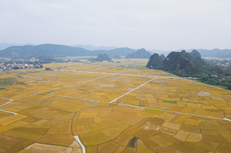 泉江村千畝稻田高產(chǎn)示范片。蘇程攝