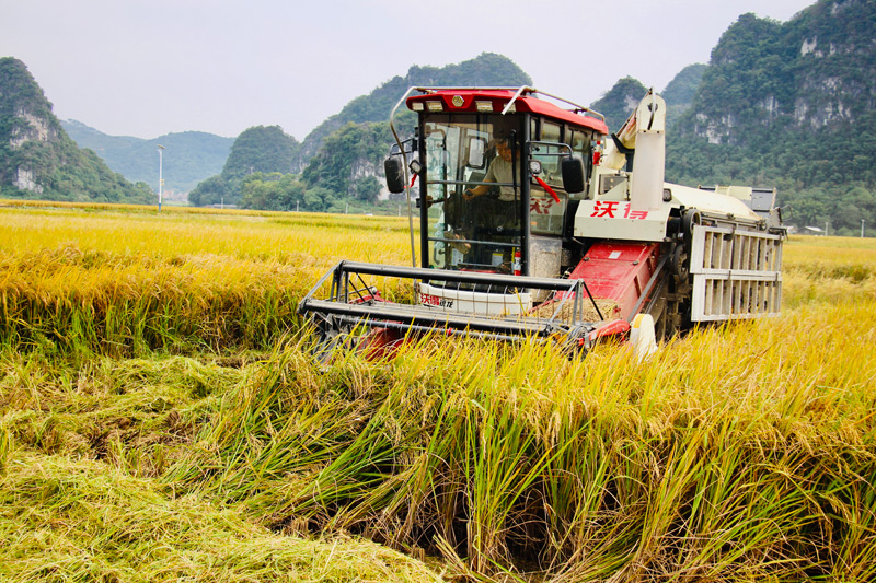 收割機在作業(yè)。楊雅淋攝