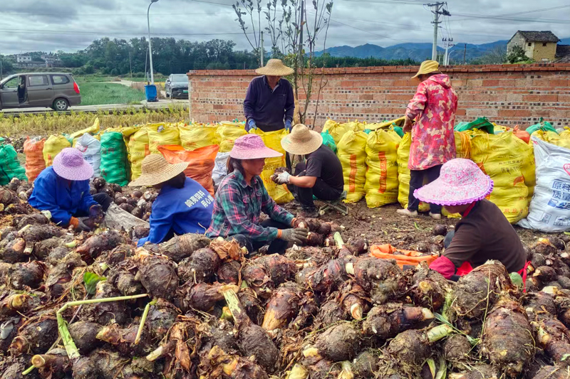 工人們在清理遴選剛采挖的香芋。