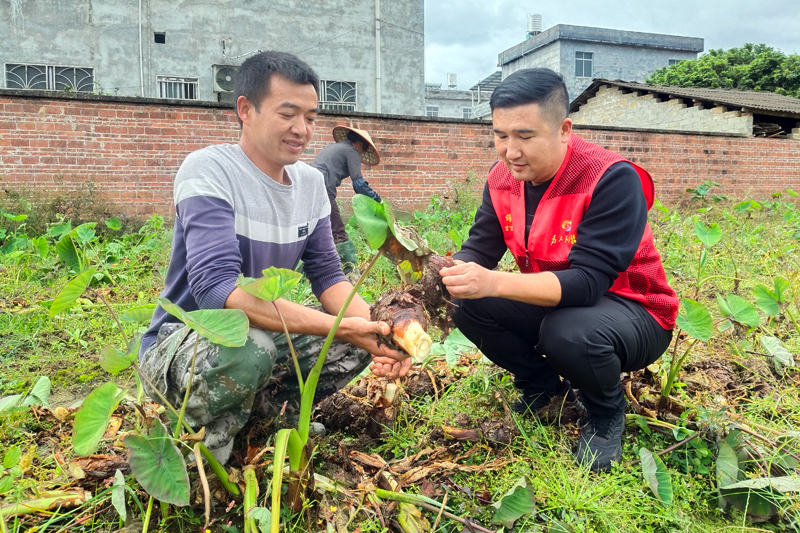 英民村駐村第一書記謝喆與種植大戶在芋田檢驗香芋質(zhì)量。
