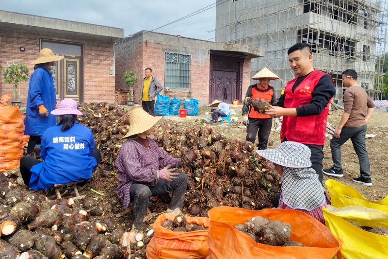 英民村駐村第一書記謝喆在芋田檢驗香芋質(zhì)量。