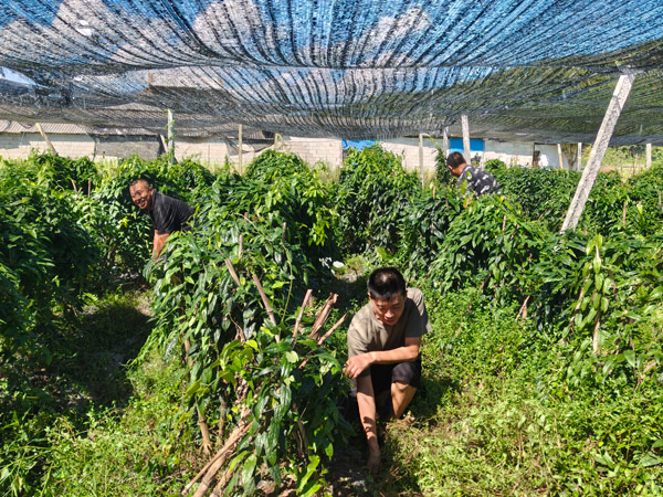 支書們對中藥材種植進行管護。王佳斌攝