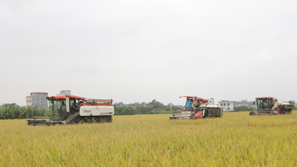 福綿區(qū)新橋鎮(zhèn)金雞村多臺收割機作業(yè)中。陳慧萍攝