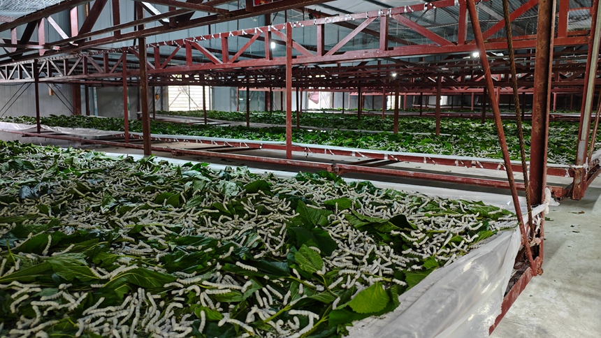 金釵鎮(zhèn)康鑫種桑養(yǎng)蠶農(nóng)民專業(yè)合作社蠶寶進(jìn)食