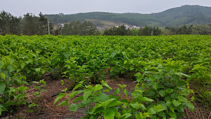 金釵鎮(zhèn)樂江社區(qū)桑田長勢(shì)良好
