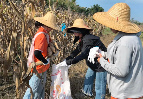 幫農(nóng)戶收玉米。北海職業(yè)學(xué)院供圖