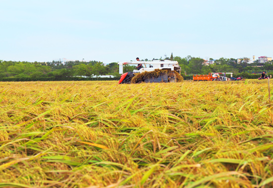 收割機(jī)在金黃的稻田里收割谷粒