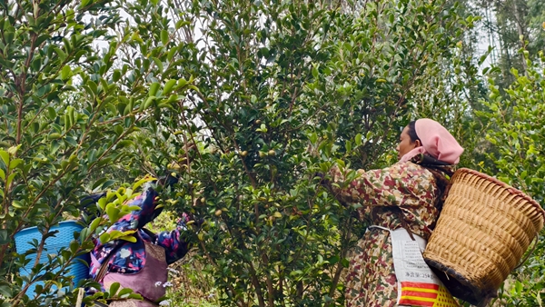 村民正在采摘油茶果。