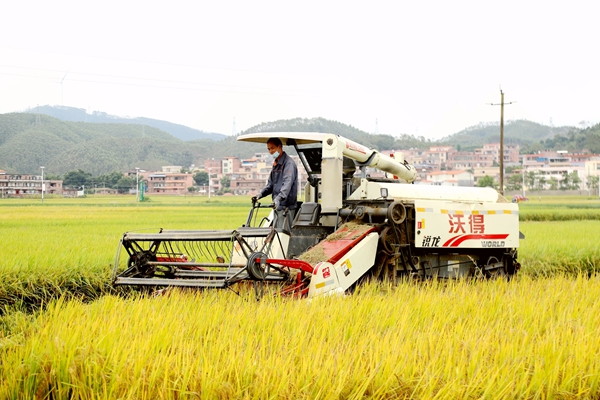 村民駕駛收割機在田間忙著收割成熟的稻谷。姜慧花攝