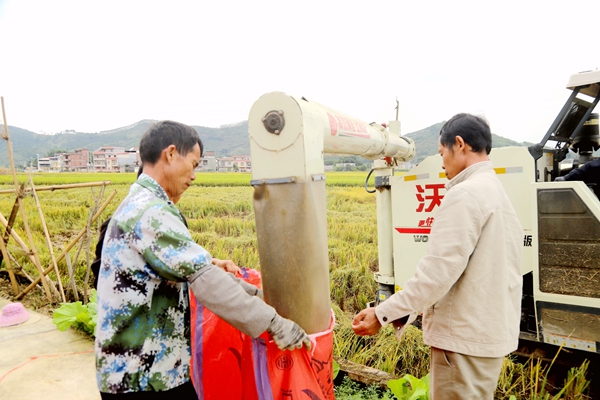 村民將剛收割的稻谷裝袋。甘國利攝
