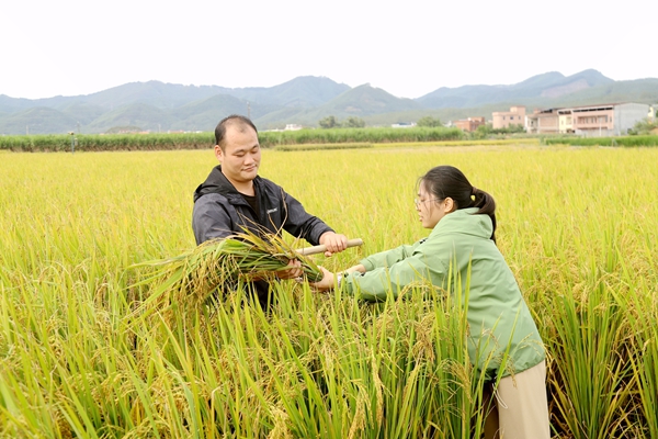 木格鎮(zhèn)農(nóng)業(yè)服務(wù)中心技術(shù)中心工作人員正在對(duì)稻田測(cè)產(chǎn)。甘國(guó)利攝