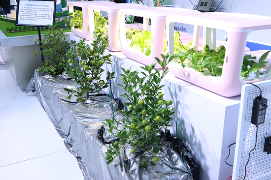 “四維生態(tài)”室內(nèi)種植箱、金桔滴灌智慧場景。何倚倫攝