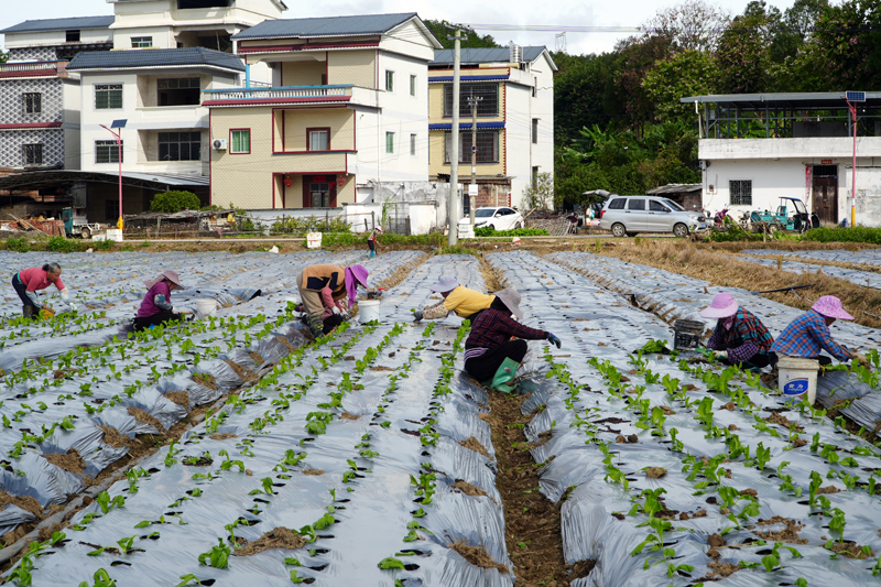 工人正在種植芥菜。何雪華攝