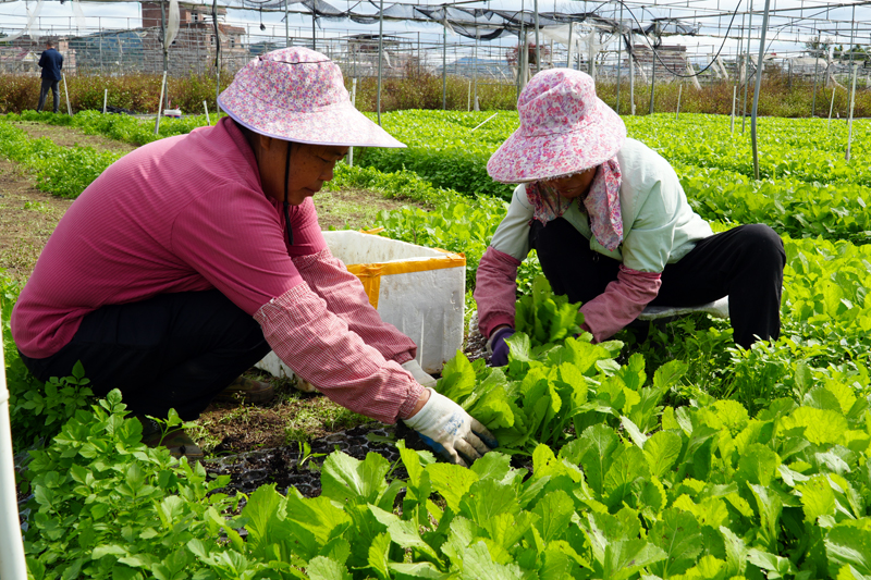 工人正在移植芥菜苗。何雪華攝