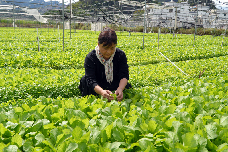 廣西泓科農(nóng)業(yè)科技有限公司負(fù)責(zé)人白燕在查看芥菜苗長(zhǎng)勢(shì)情況。何雪華攝