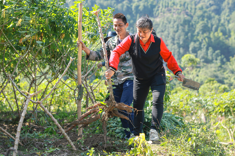 容縣靈山鎮(zhèn)六圖村村民們在采收木薯。楊天杭攝