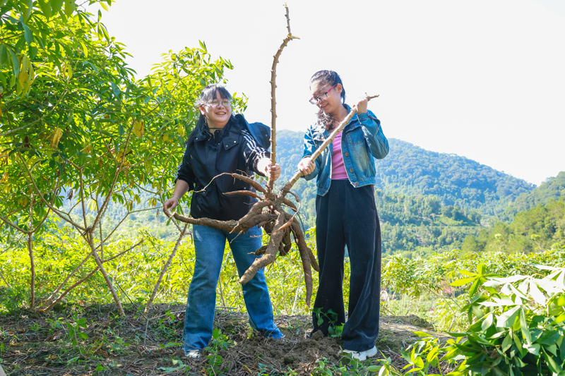 容縣靈山鎮(zhèn)六圖村村民們在采收木薯。楊天杭攝