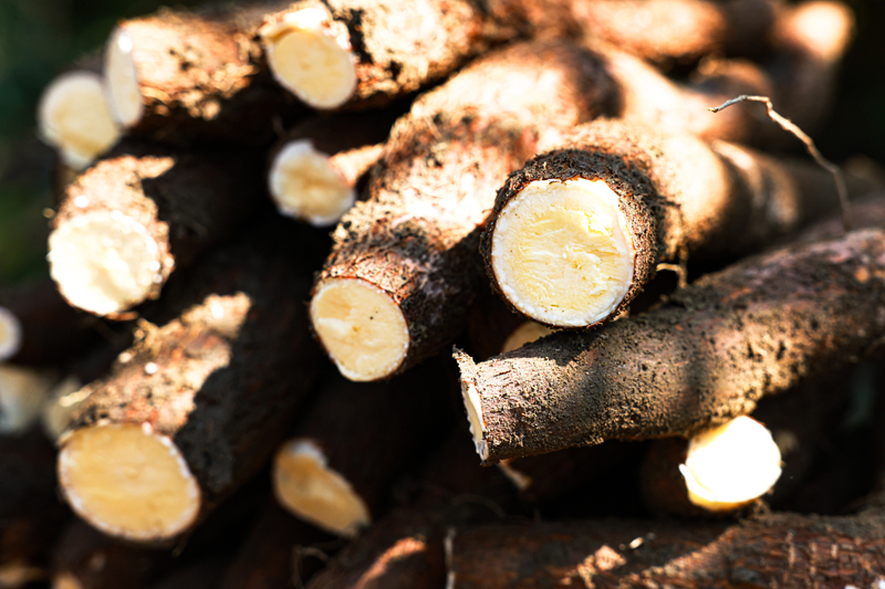 容縣靈山鎮(zhèn)六圖村新鮮出土的黃心木薯。楊天杭攝