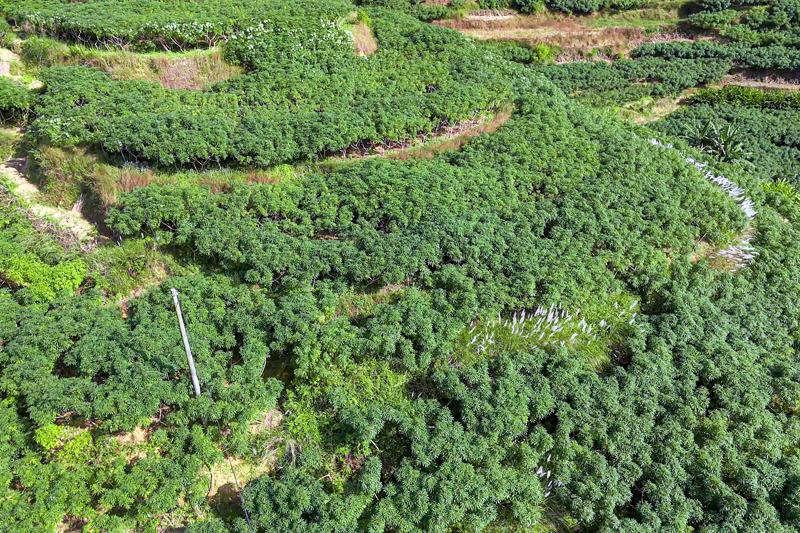 容縣靈山鎮(zhèn)六圖村大片木薯種植地。楊天杭攝